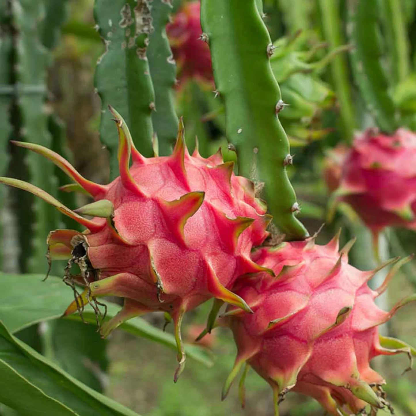 Dragon Fruit Plant