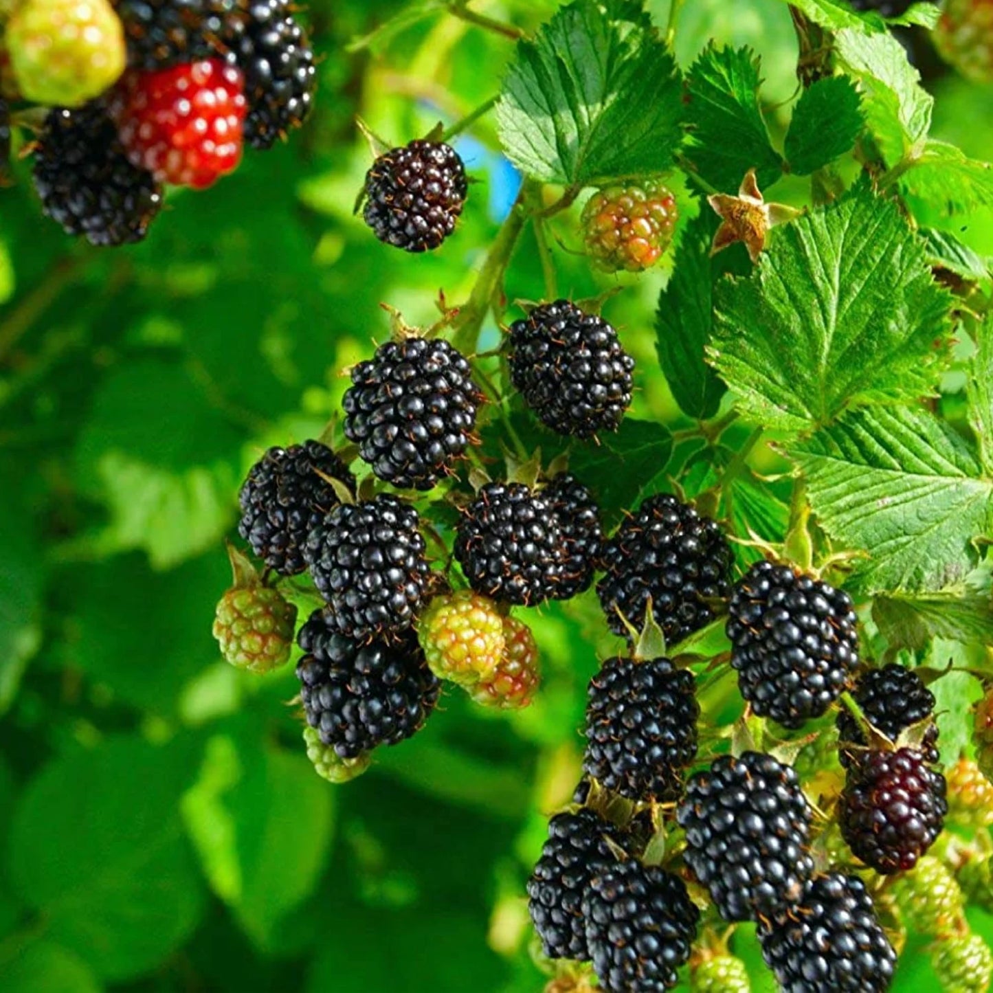 Blackberry Fruit Plant