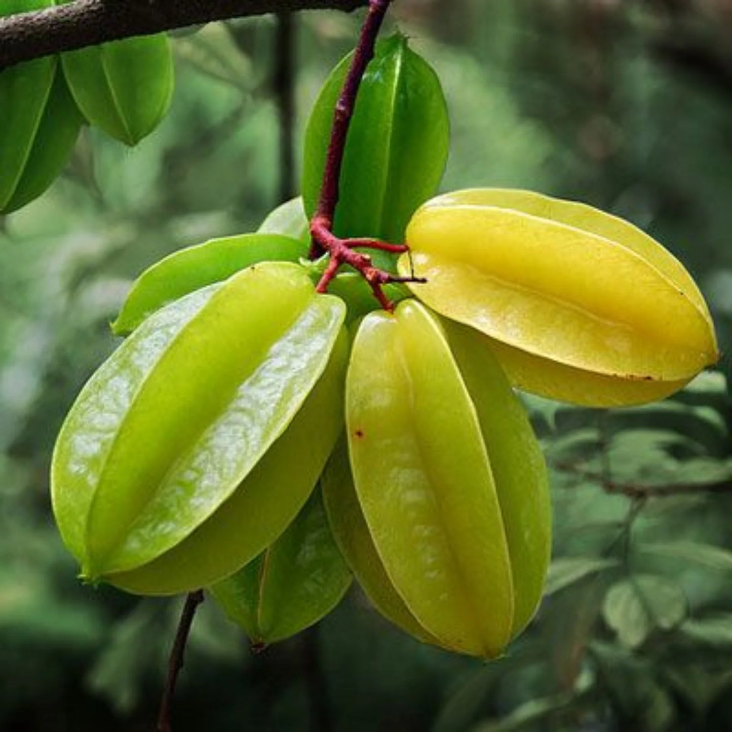All Time Star Fruit Plant (Grafted)