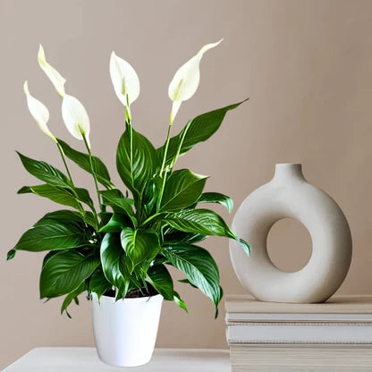Peace Lily Plant