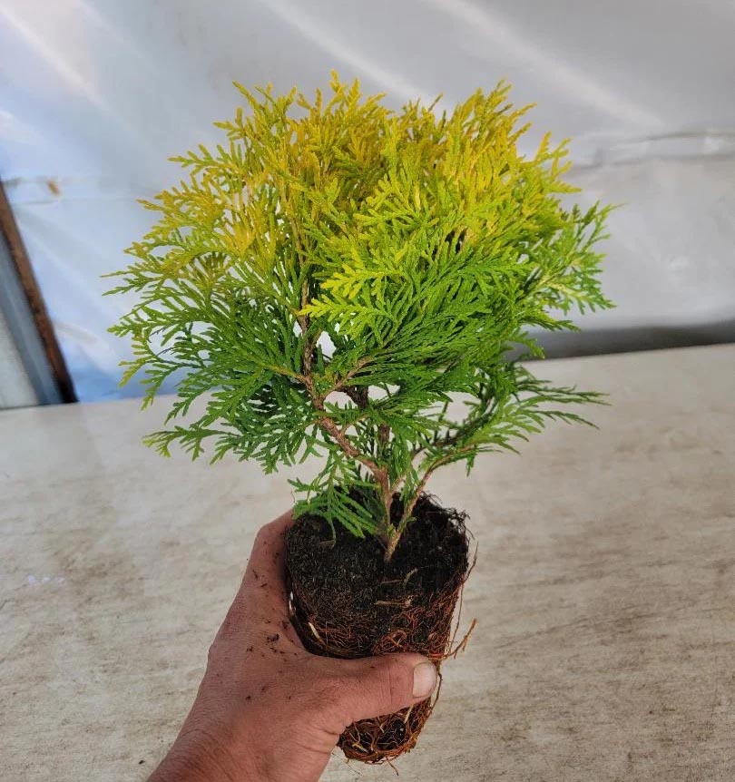 Oriental Arbor-Vitea plants