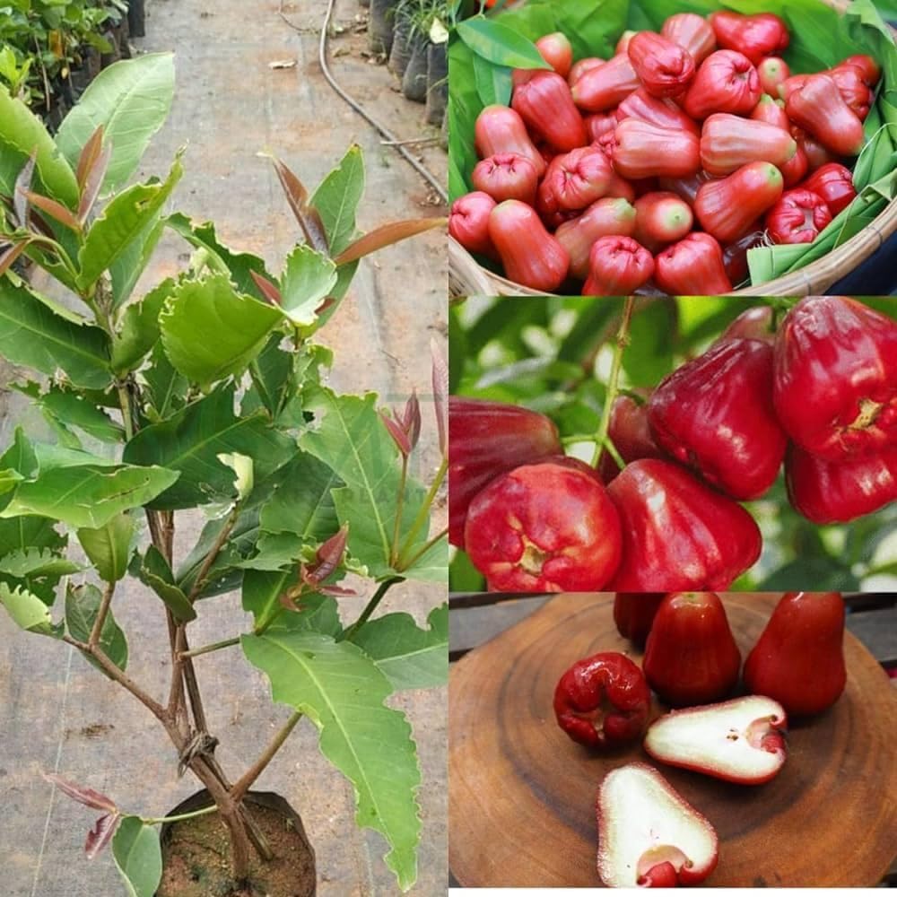 Water Apple (Red) Fruit Plants