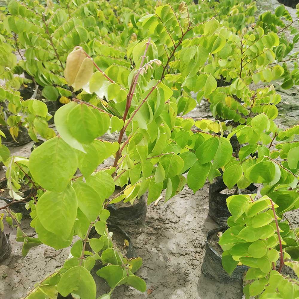 All Time Star Fruit Plant (Grafted)