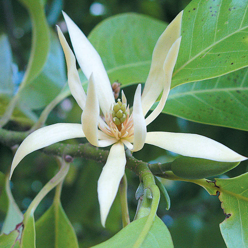 Champa White Flowers Plants