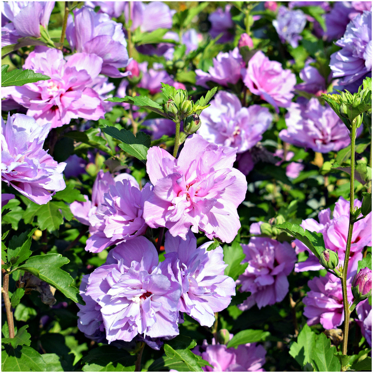Austrelian Hibiscus Purple Double Petals