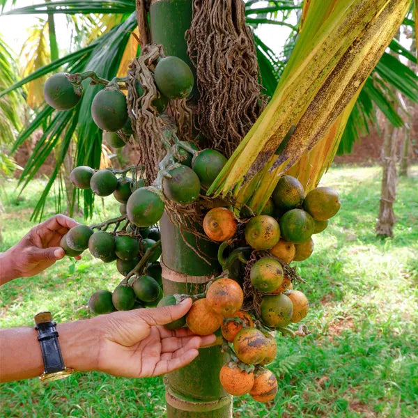 Supari Plant (Betel Nut) Plant