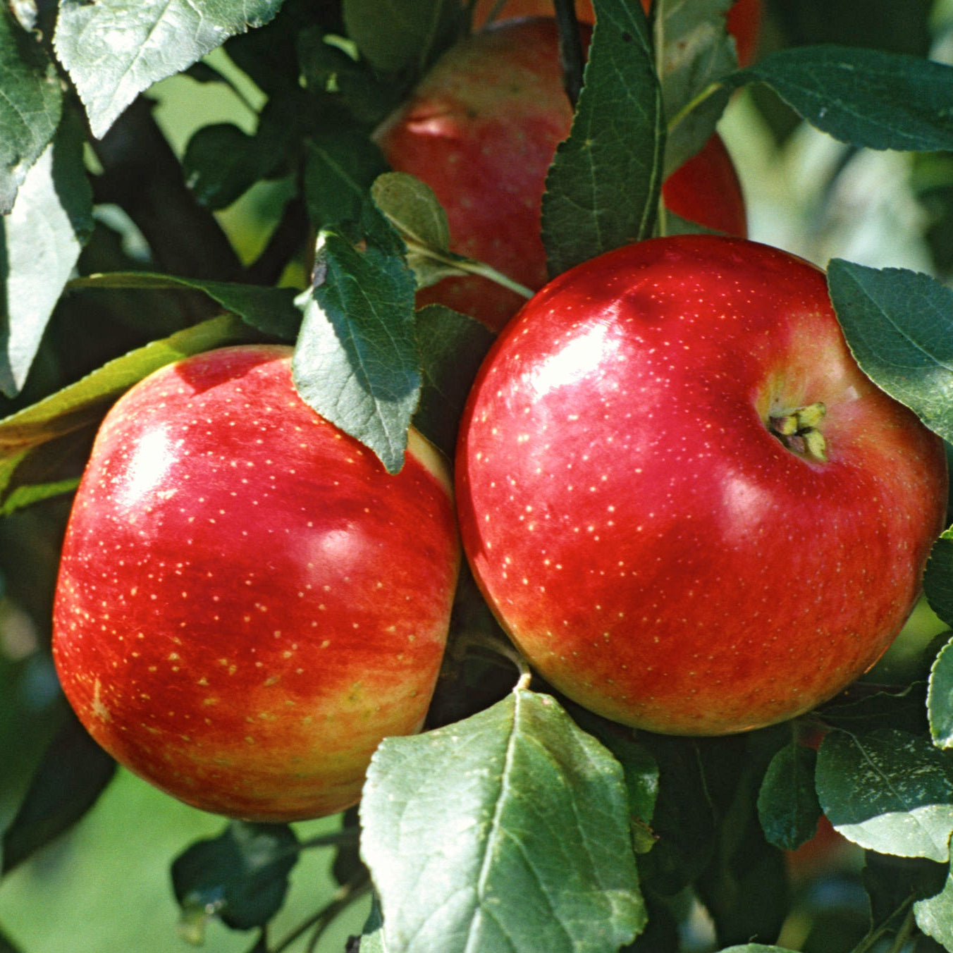 Apple Fruit Plant