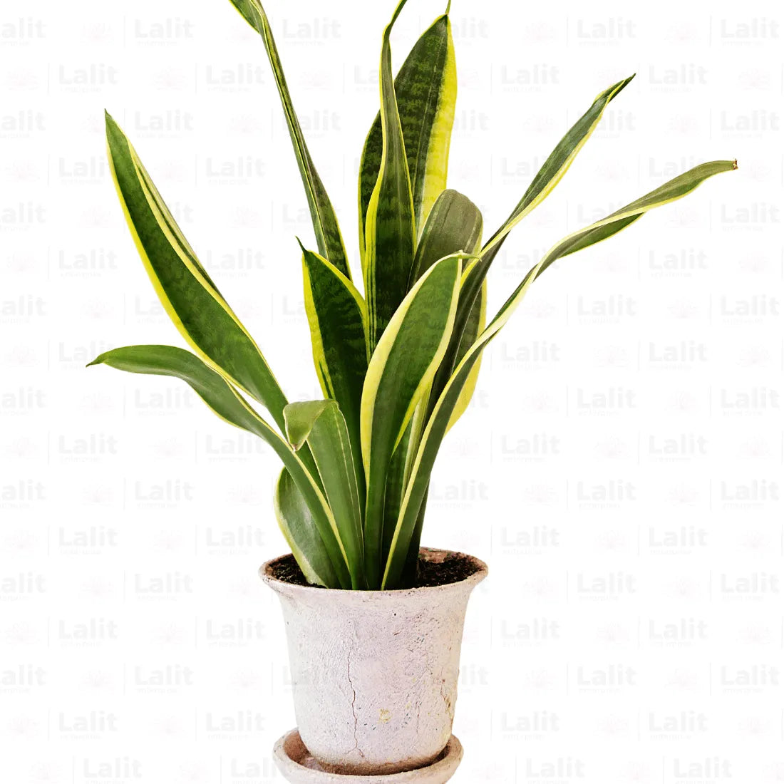 Snake Plants