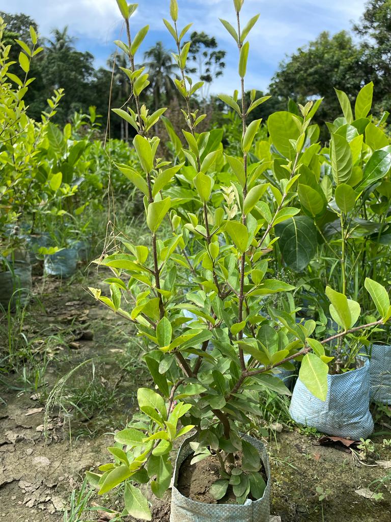 Barbados Cherry Plant