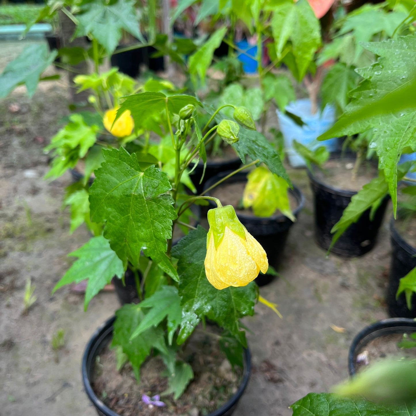 Lantern Hibiscus Flowers Plants (yellow)