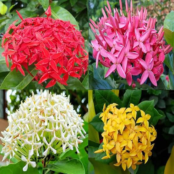 Multicolor Ixora Plant (Pack Of 1) In 4 Colour Ixora Plant