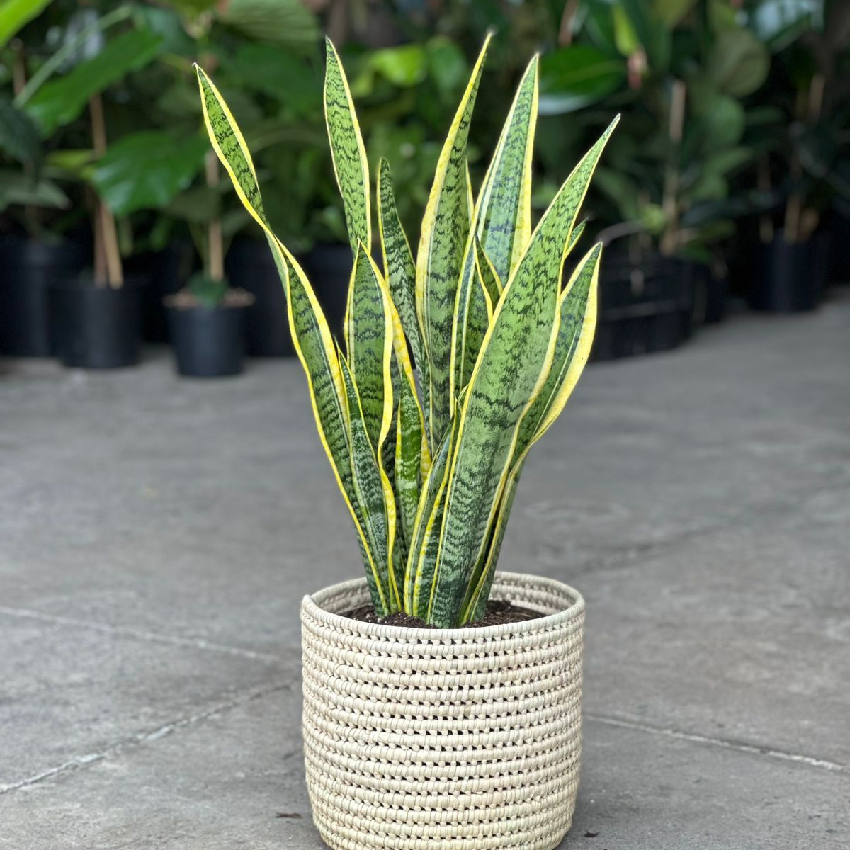 Snake Plants