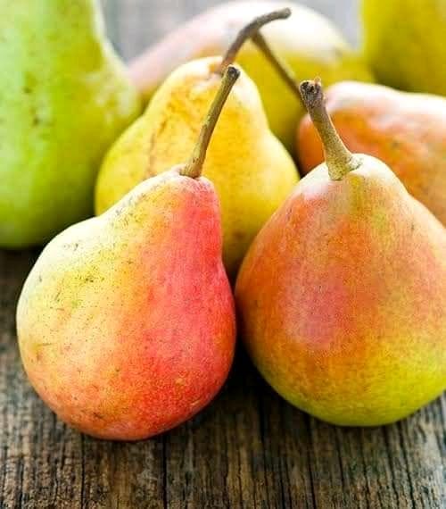 Nashpati ( pear ) Fruit Plant Grafted