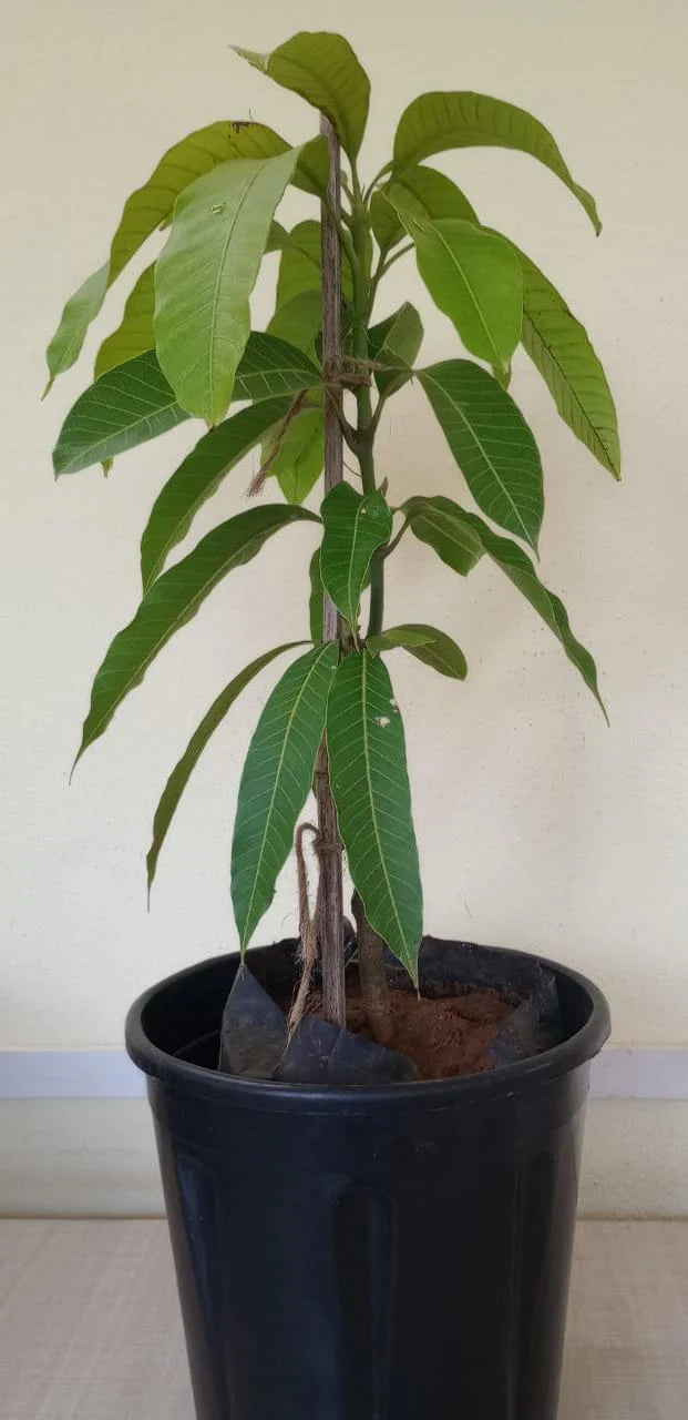 Doc Mai mango grafted plant