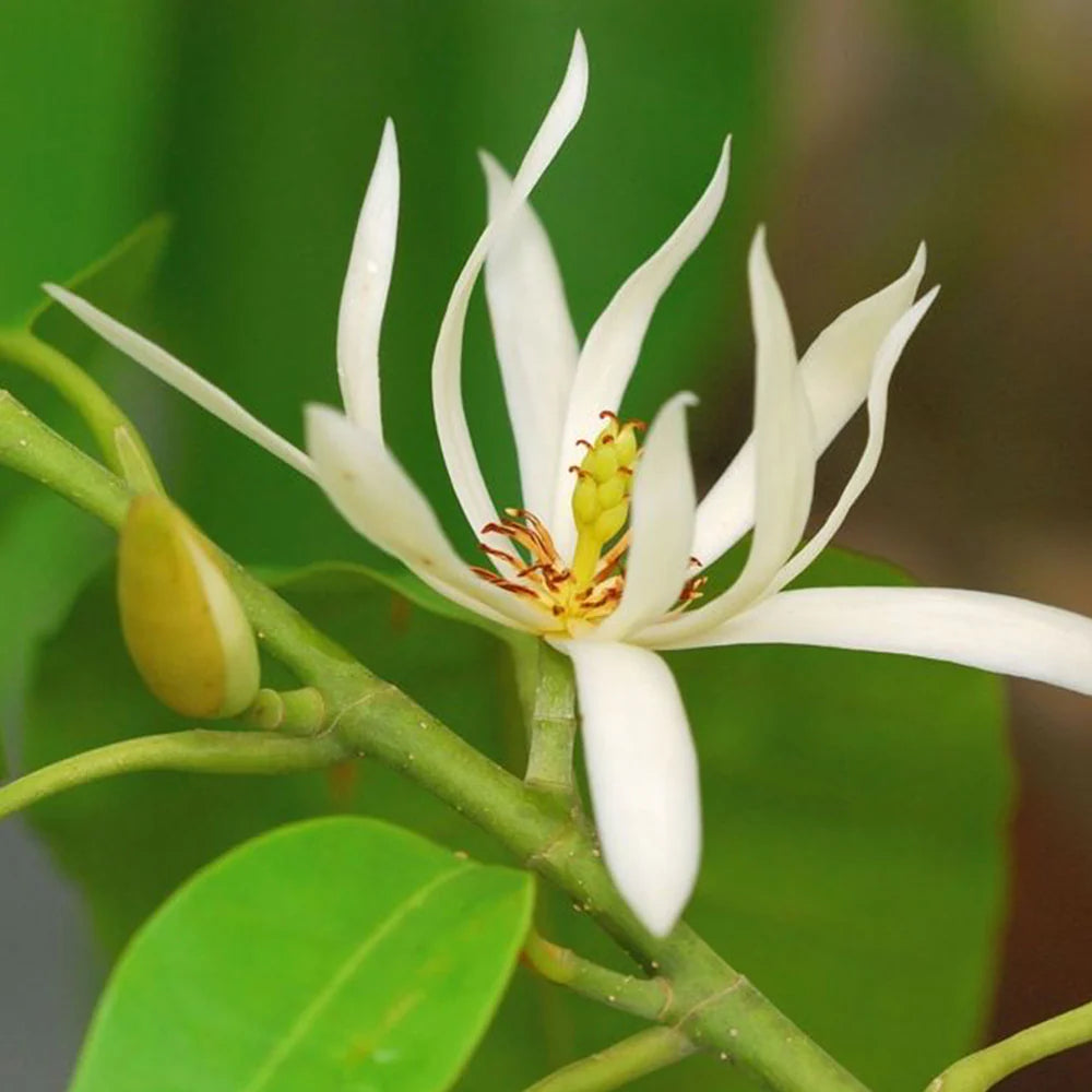Champa White Flowers Plants