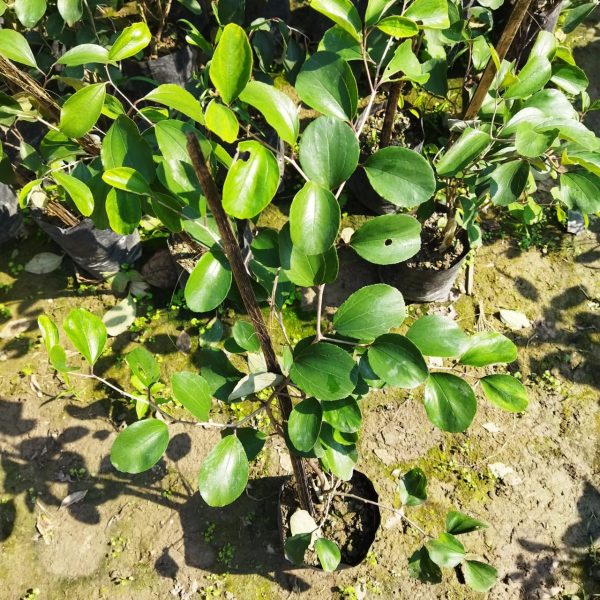 All Time Red Apple Ber- Fruit Plants