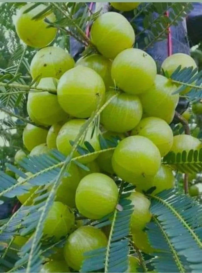 Amla (Grafted)- Fruit Plants