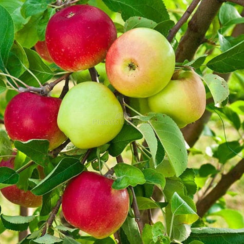 Apple Fruit Plant