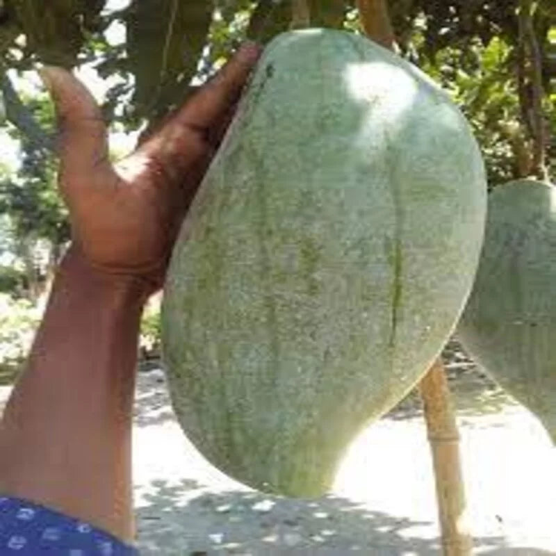 Brunei King Mango Fruit Plant (3-4KG)