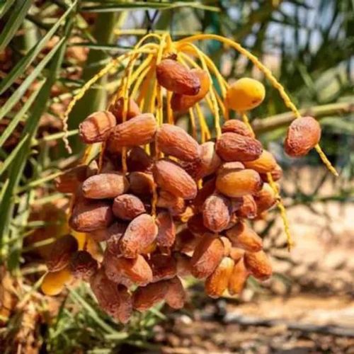 Arabian hybrid date Fruit plant