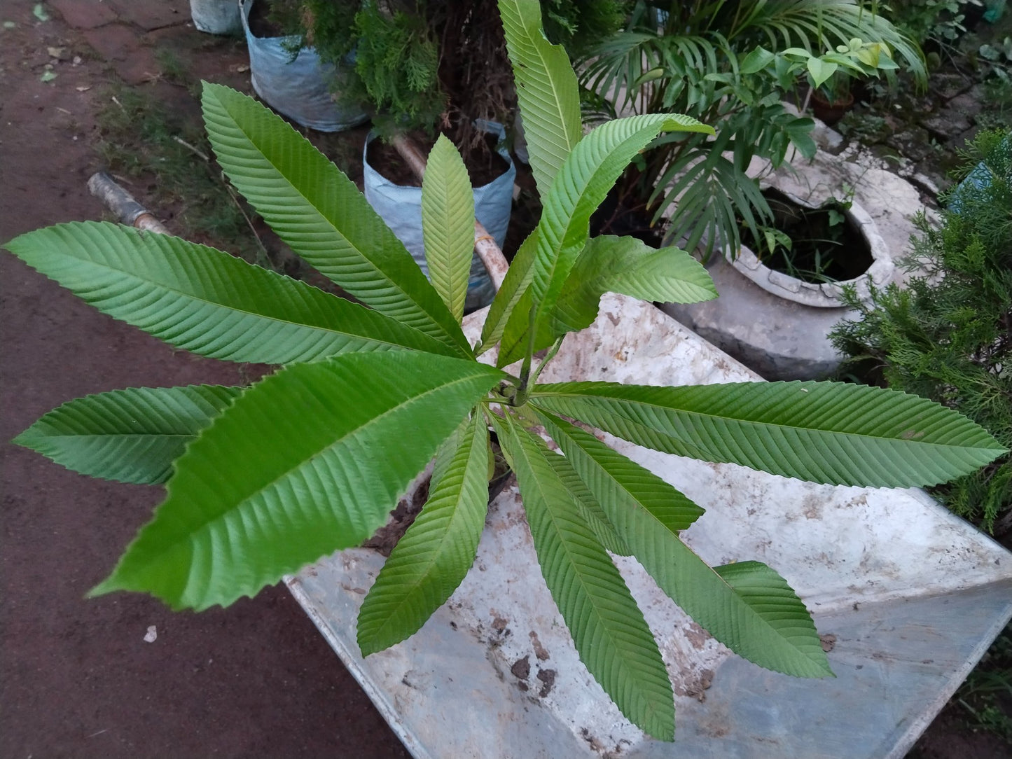 All Time Chalta / Elephant Apple Plants