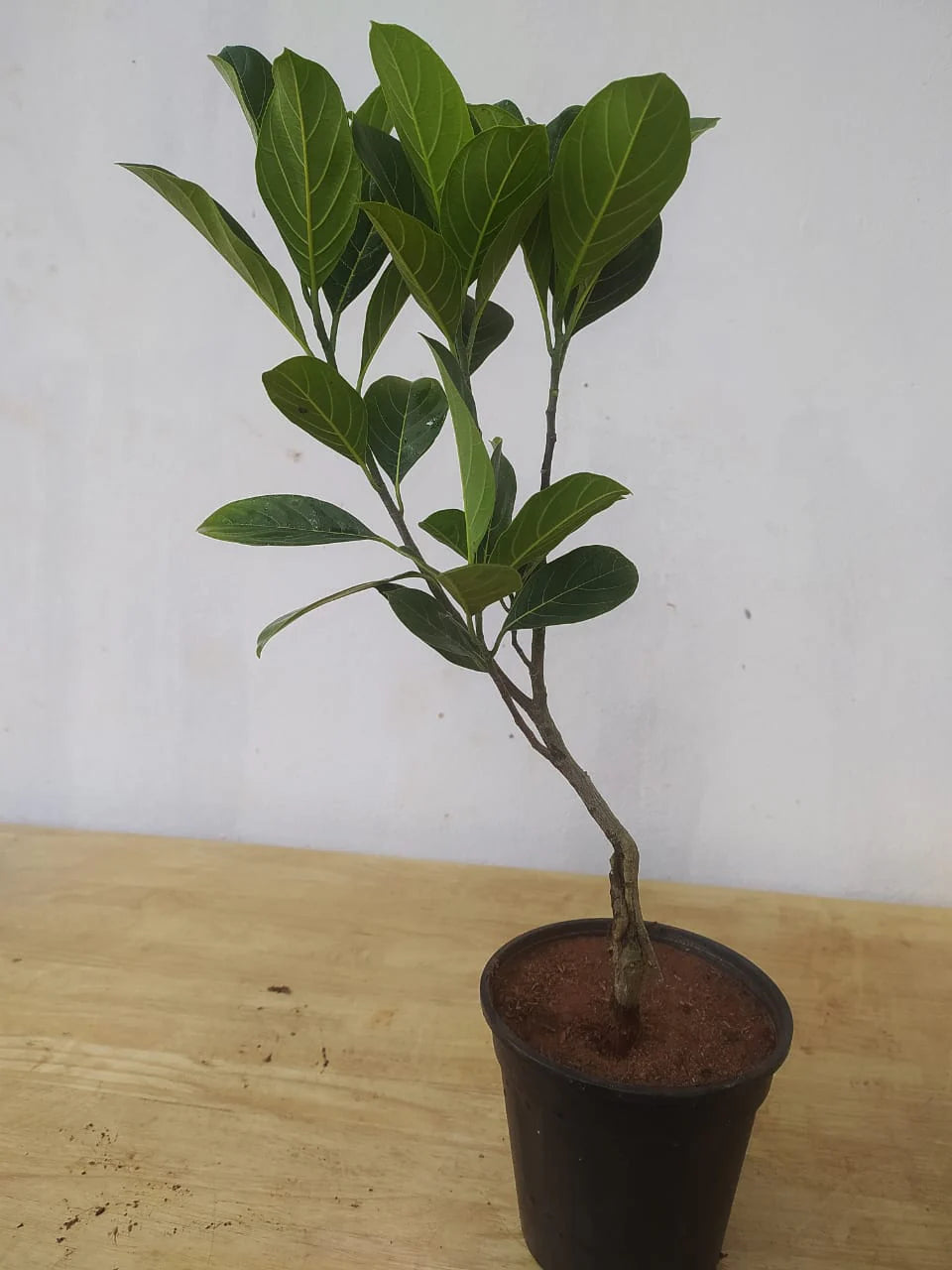 Red JackFruit Grafting Plants