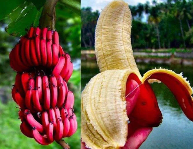 Sweet Red Banana Fruit Plants