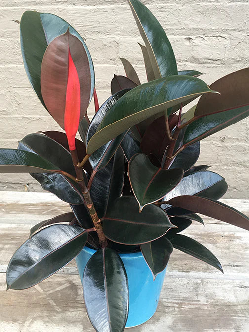 banyan rubber tree RED BANYAN (RUBBER) PLANT