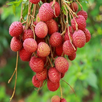 Litchi Fruit Plant (Air Layered)