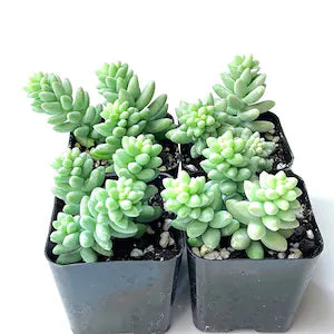 Succulent plant