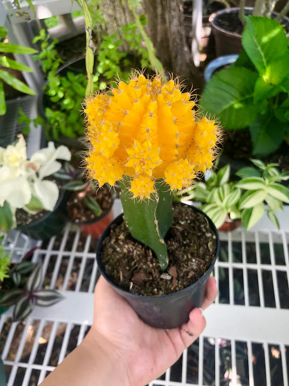 Moon Cactus (Grafted, Yellow) Cactus Plants