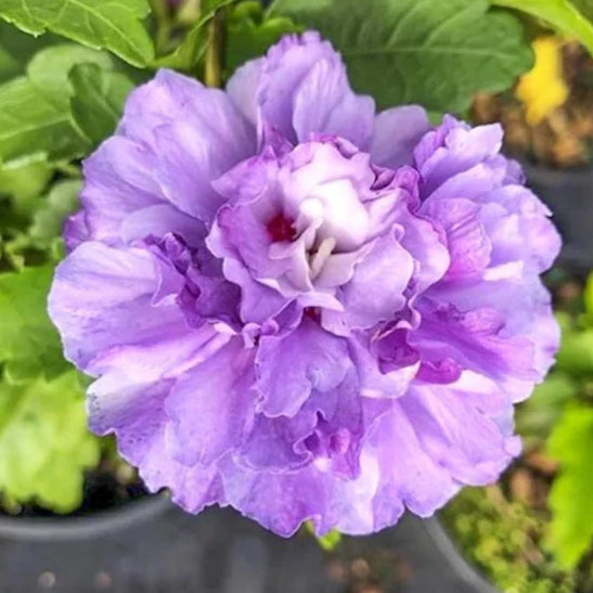 Austrelian Hibiscus Purple Double Petals