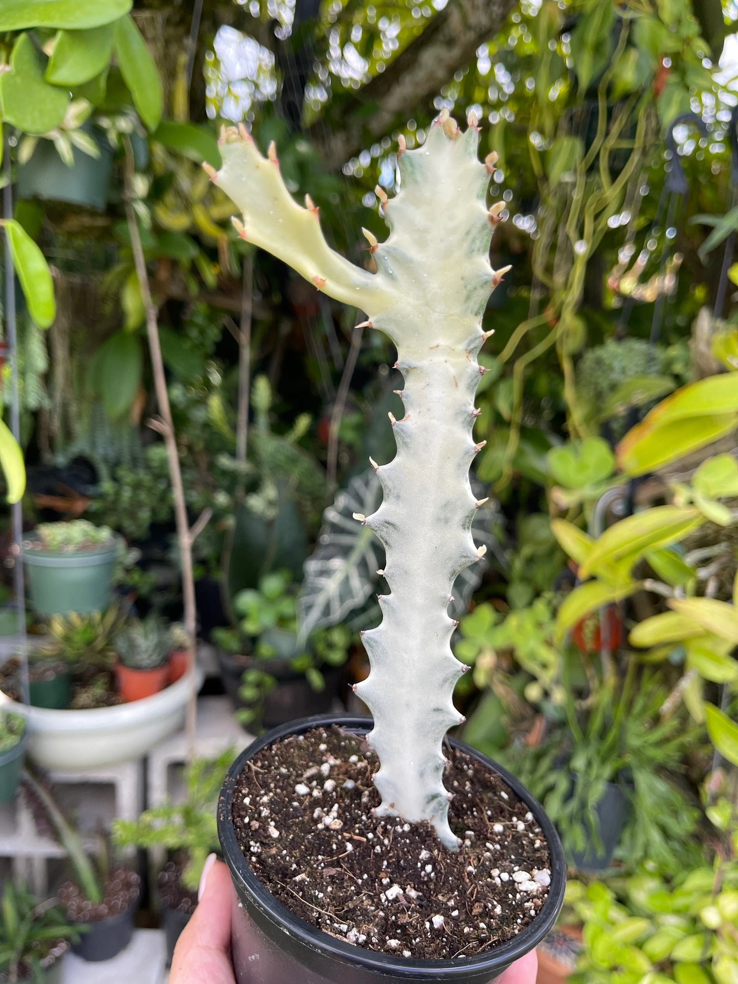 WHITE GHOST CACTUS PLANTS