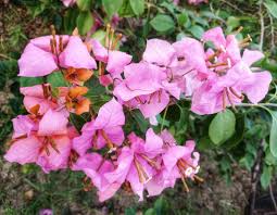 Mahathir pink bougainvillea