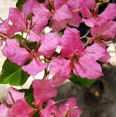 Mahathir pink bougainvillea