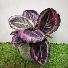 Calathea Roseopicta plants