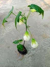 Lantern Hibiscus Flowers Plants (white)