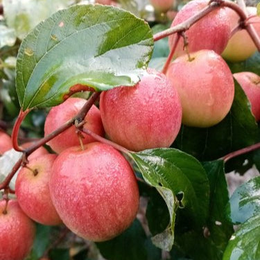 All Time Red Apple Ber- Fruit Plants