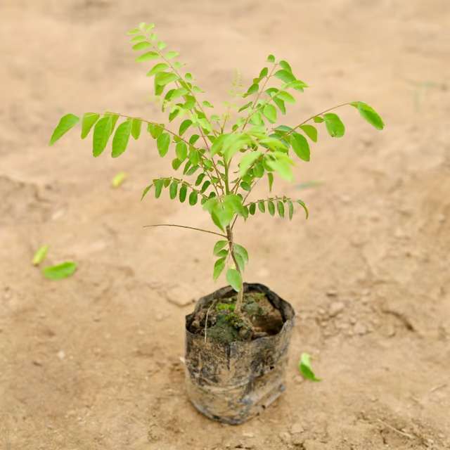 Kari Patta Plant