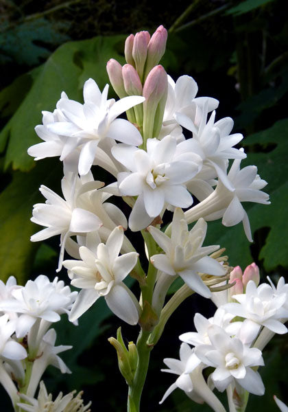 Mexican Tuberose Seeds- Pack Of 10
