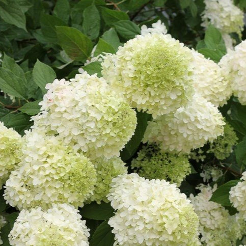 Hydrengea Flowers Plants White
