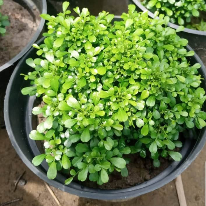 Fast Growth Table Kamini Plants