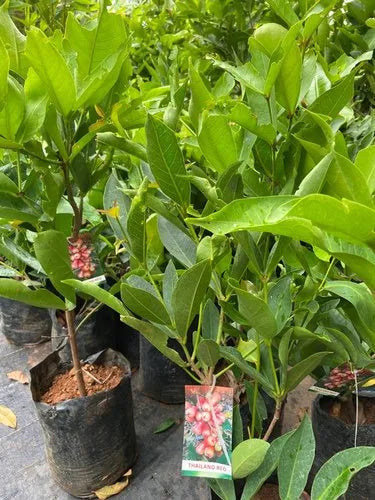 Water Apple (Red) Fruit Plants