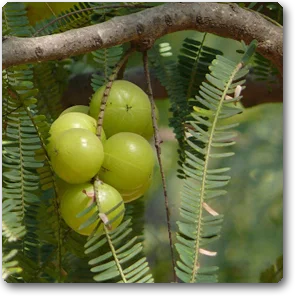 Amla (Grafted)- Fruit Plants