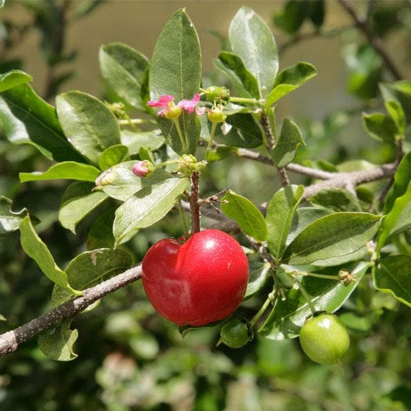 Barbados Cherry Plant