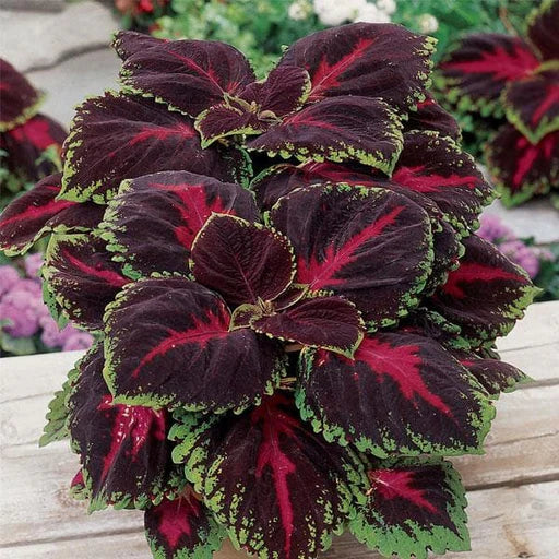 Coleus(maroon green) Plants