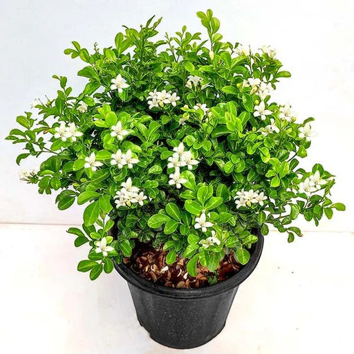 Fast Growth Table Kamini Plants