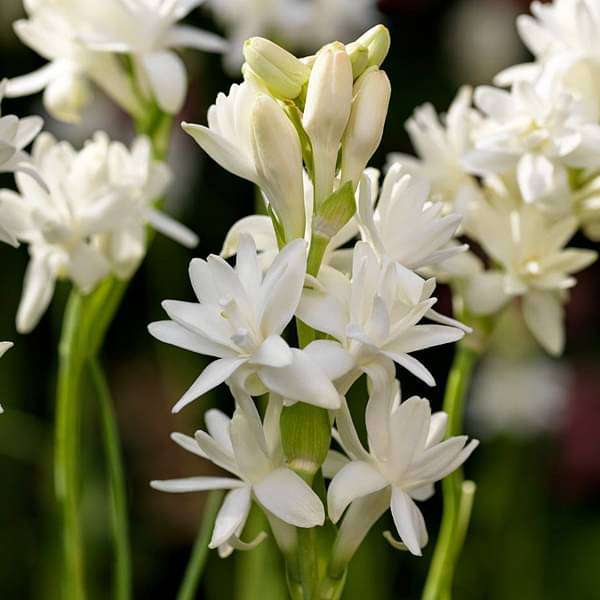 Mexican Tuberose Seeds- Pack Of 10