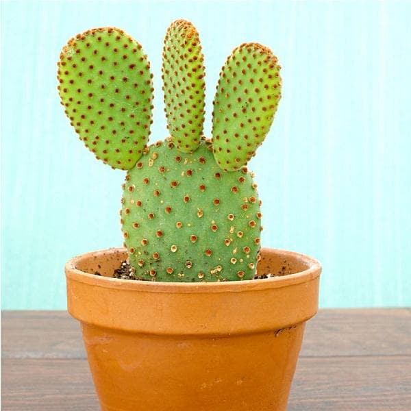 Bunny Ears Cactus