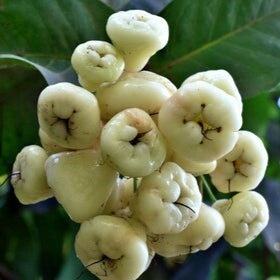 Water Apple(White)Fruit Plants